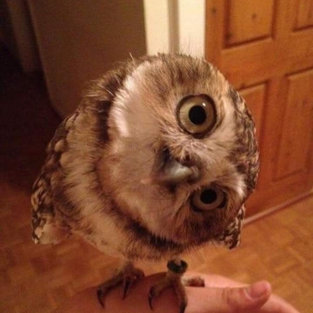 Meet your Posher, Lacy